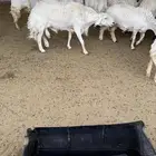 خروف فحل حري