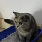 قطة انثى بريطاني للبيع مع جميع اغراضه ب175 ريال