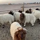 خرفان البيع