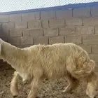 رخل نجديه عيسي