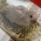 طير زور