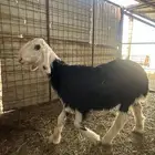 مشروع فحل نوادر