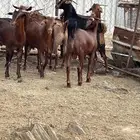 تيوس دهم