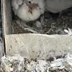 حمام فرنسي سوبر