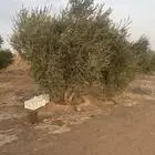 اشجار زيتون