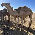 قعود اشقح حق يدخل جذع