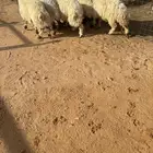 خروف صافي طيبات