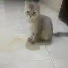 لقينا قطه بالخليج