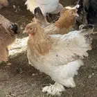 دجاج براهما وكوشن