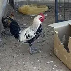 3 دجاج 2 ديوك. للبيع