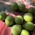 ليمون بلدي ابو زهير للبيع بسعر مغري الموقع القنفذه حلي