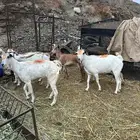 للبيع ماعز مقني