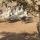 حائل