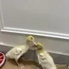 بط للتبني (بسبب عدم التفرغ )