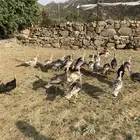 رومي للبيع