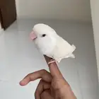 طار روز أليف و الصحه ممتاز معاه أكل و قفص