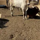 عجول وحسلان بلدي