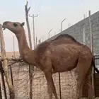 بكره حمراء باتليه