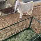 تيس مخصي