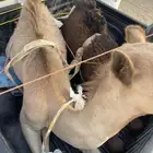قعدان لبانيه للبيع