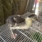 شوص بط مصري وحد العمر شهرين للبيع عل السوم