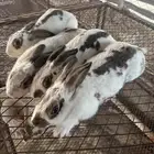 اناث ارانب بابيون