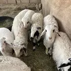 خرفان طيبات