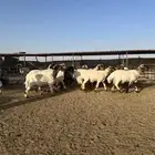 جذعان أنعينم صنف اللبييع