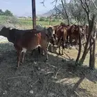 بقر للبيع