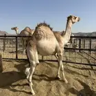 قعدان فل الفل