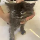 قطه للبيع شيرازيه