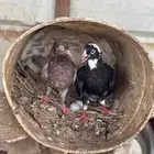 حمام قطايف