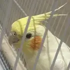 للبيع طير كروان
