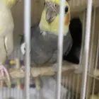 بغبغاء مفقود في المزاحميه تحديدا حي الصقوريه وما حولها