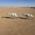 مطافيل حريات