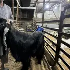 تيس عارضي فحل