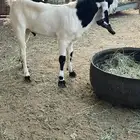 تيس هندي خرايط نادر