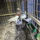 حمام نفاخ زوج