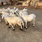 سواكن بيض