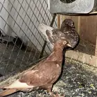 حمام طبات تركي
