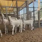 للبيع جفار برص صنف مطورات