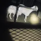 فحل حري (مطور)