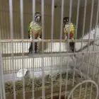 جوز يلو سايد