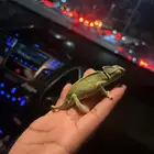 حرباء