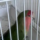 للبيع طير روز