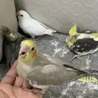 فروخ كروان وروز البينو. تم البيع