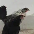 دجاج بلدي