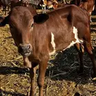 حسيل للبيع وحسيلة