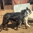 تيوس فحول واحد اجم ثني حوا واحد رباع بقرون نظاف وشرط ما شى