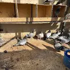 حمام بكستاني طبات